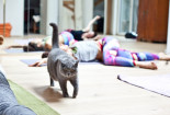 Power Yoga mit Jasmin Rituper in Salzburg 2016 (c) wildbild