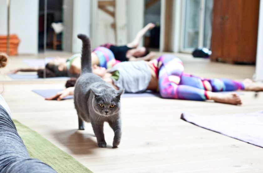 Power Yoga mit Jasmin Rituper in Salzburg 2016 (c) wildbild